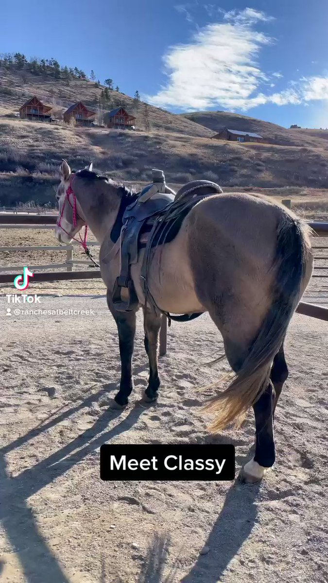 Meet the Horses Monday brought to you by Classy! She is Jenny’s 4 year old mare she’s been training to be her next main mount. Who here has met Classy and her baby Fletch?!
#horse #horses #horselover #horselovers #horseback #horsebackriding #equestrian https://t.co/Usd0f6tGSc
