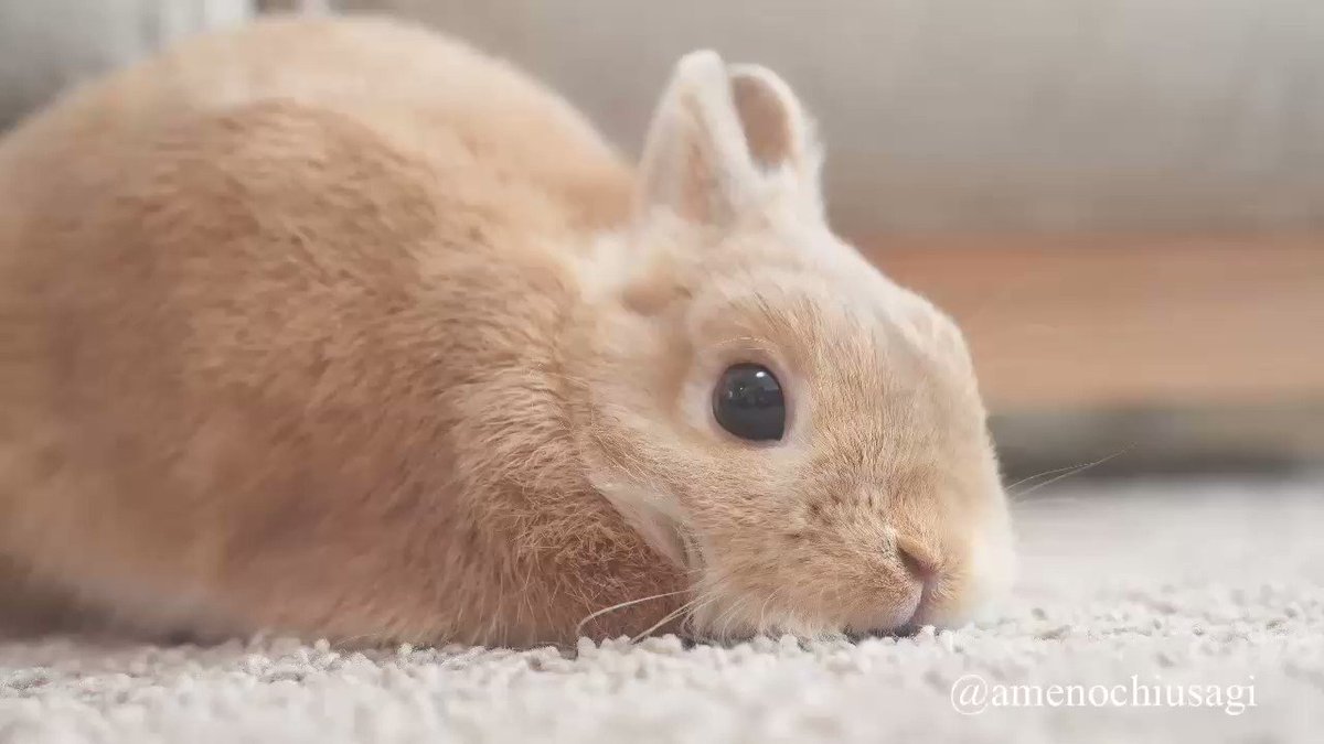 うさぎって甘えるの ツンデレうさぎ 飼い主さんの明答 Fridayデジタル