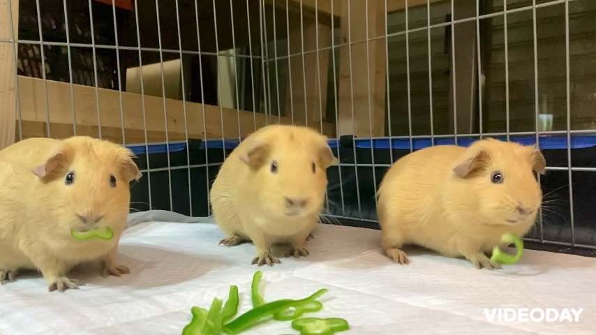 モルモットブリーダー 販売 Cavies Cavies Japan Twitter
