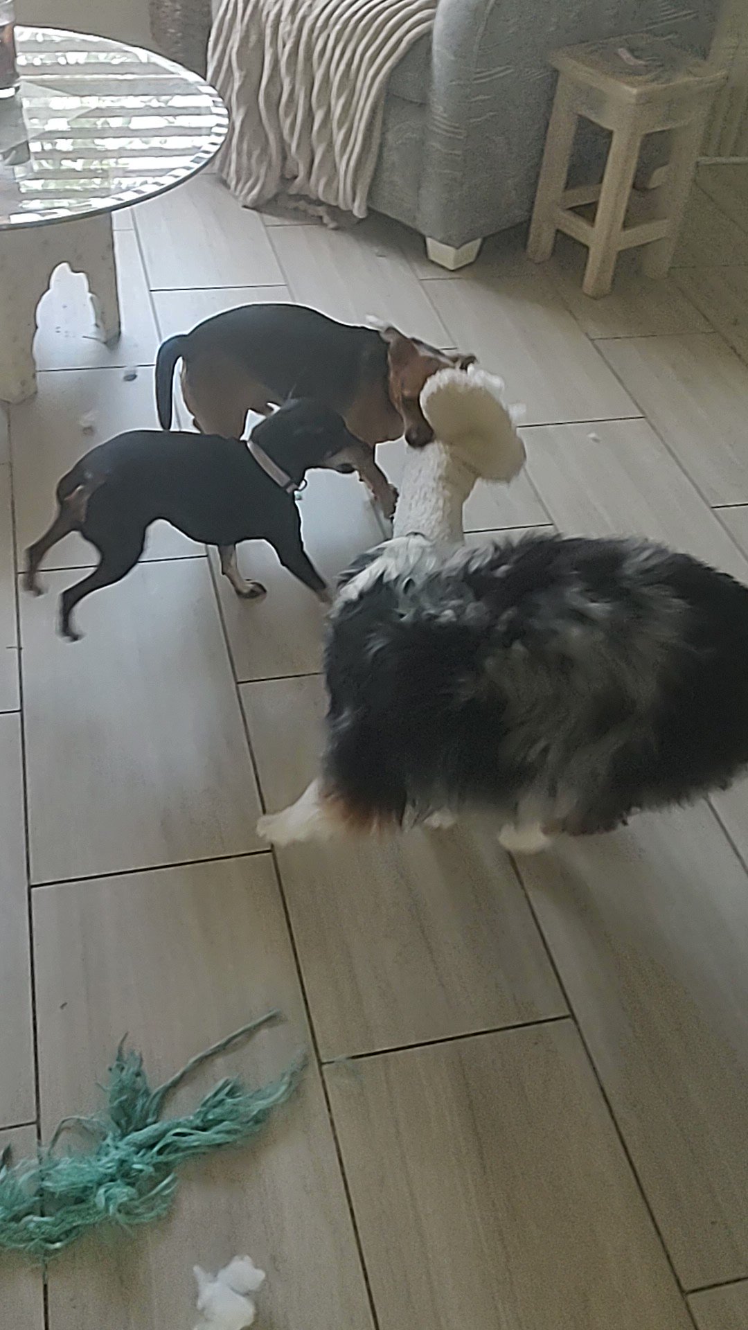 Judy Davis on Twitter "Dogs just want to have fun .Judy's Pet Boarding Jupiter Fla https//t.co