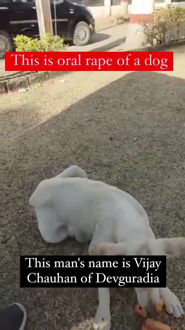 rape with animal Small Dog Raping Cat by Force - Смотреть онлайн в поиске Яндекса по Видео