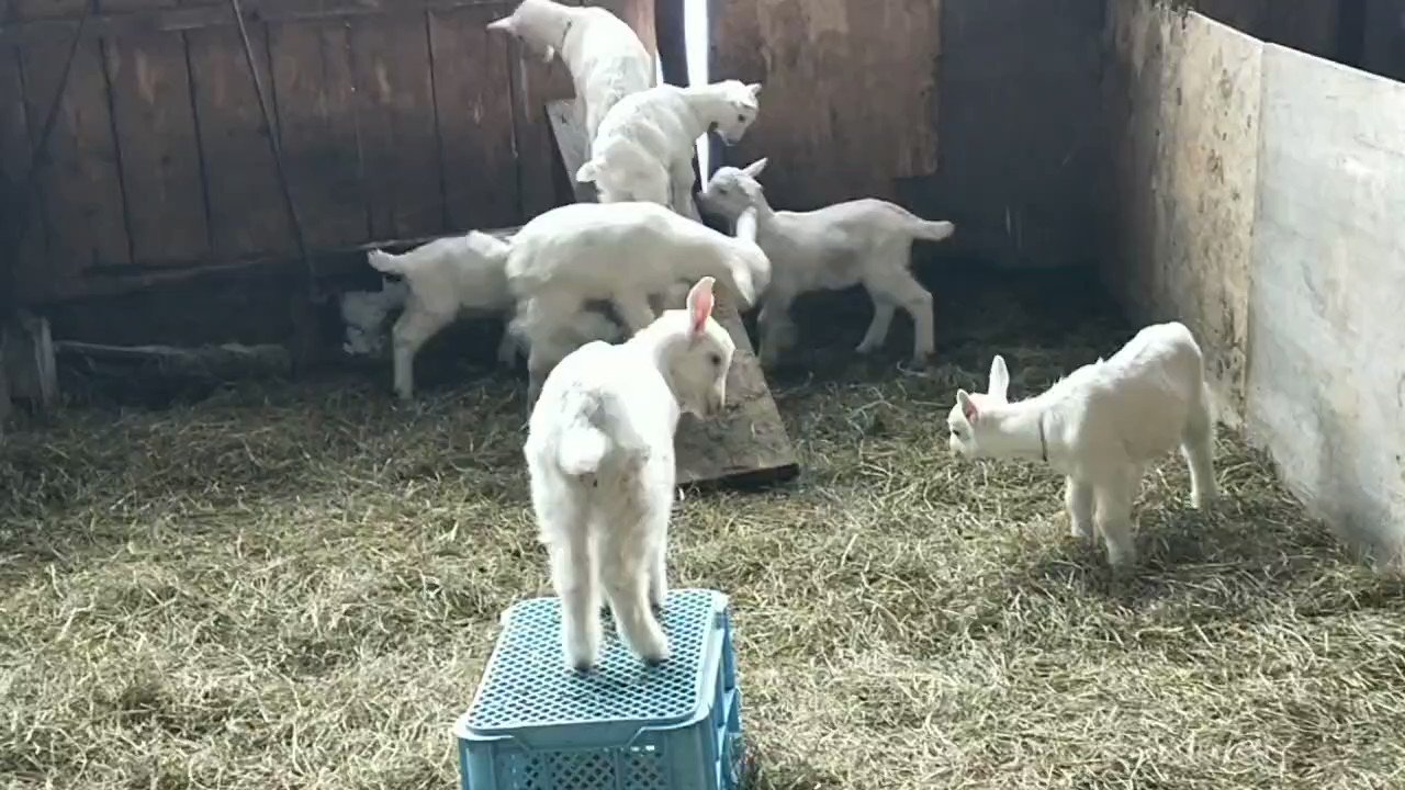 十勝千年の森チーズ工房 Tokachiyagi Twitter