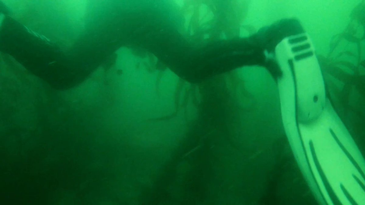 A clip of my dive today in Pucusana, Peru. My first time diving in a kelp forest and it was scary awesome! https://t.co/N7Q1sj3JxH