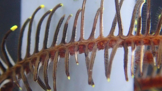 Christopher Mah on Twitter 