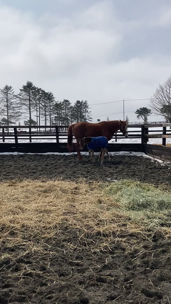 角居厩舎で頑張っていた、フィオレドーロ！✨🐴
母子共に元気な姿を見ることができてすごく嬉しいです！🥺💕 