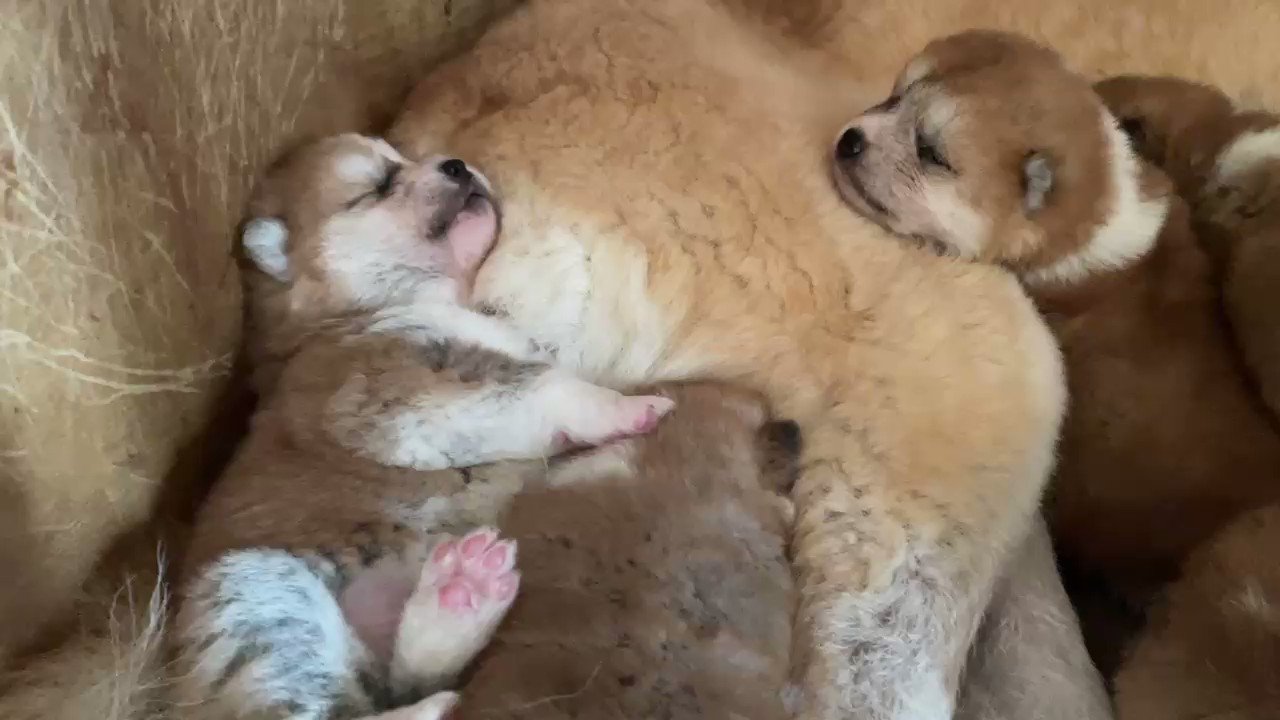 クロミミ 一月に向けて頑張る Rt Ryuukaen1 ニャムニャムニャムニャム 秋田犬 Akitainu 秋田犬子犬 T Co Nfklckgz6v Twitter
