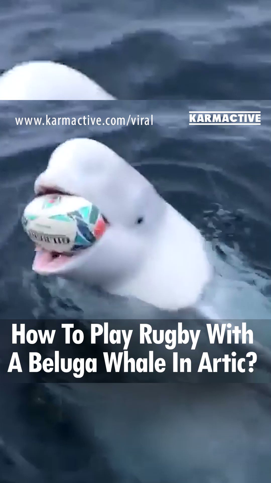 Beluga whale : r/memes