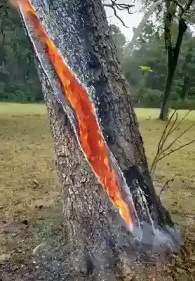 RT @AmazingNature00: A tree on fire after lightning strikes https://t.co/nxtCzf2XaQ
