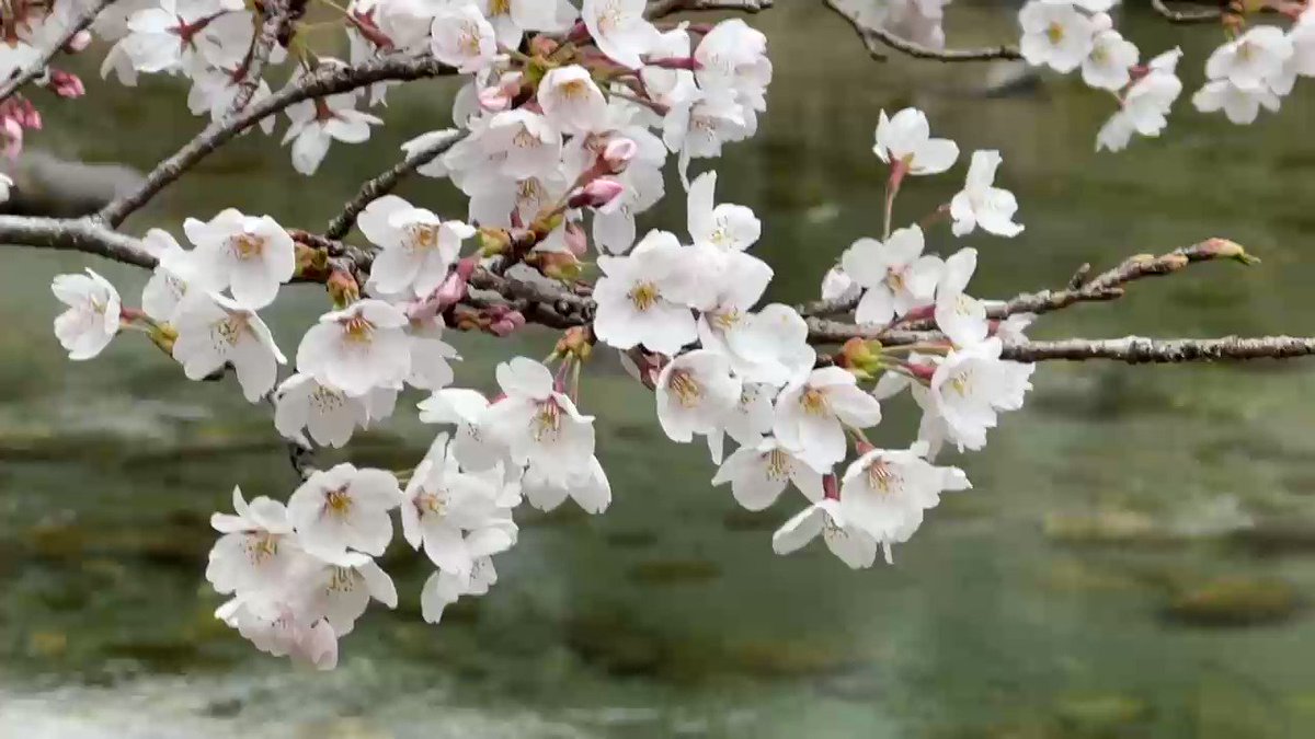 仁淀川と桜。高知市からの帰途、仁淀川沿いを車で走る。翡翠色の支流にハンドルを切る。車窓に満開の桜と青い山脈。ふれあい公園(仁淀川町)の約800㍍の桜並木。町観光協会は「昨夜から今朝にかけてパァ