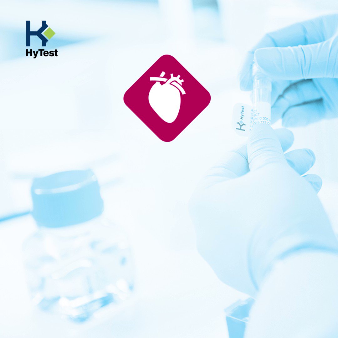 #teamhytest cardiac expertise: our troponin products!

❤ Acute myocardial infarction causes damage of heart muscle &amp; the release of troponin complexes.
❤ We offer several #antibodies &amp; #antigens for high-sensitivity cTnI assay development.

Read more: https://t.co/P5XHGO4sE9 https://t.co/WCYPmzGTqA