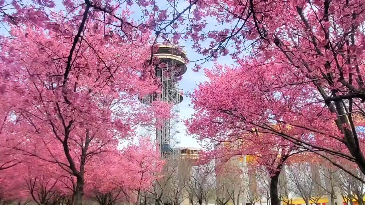 NYC Parks on Twitter "Join us for our Wednesday Walk among the cherry