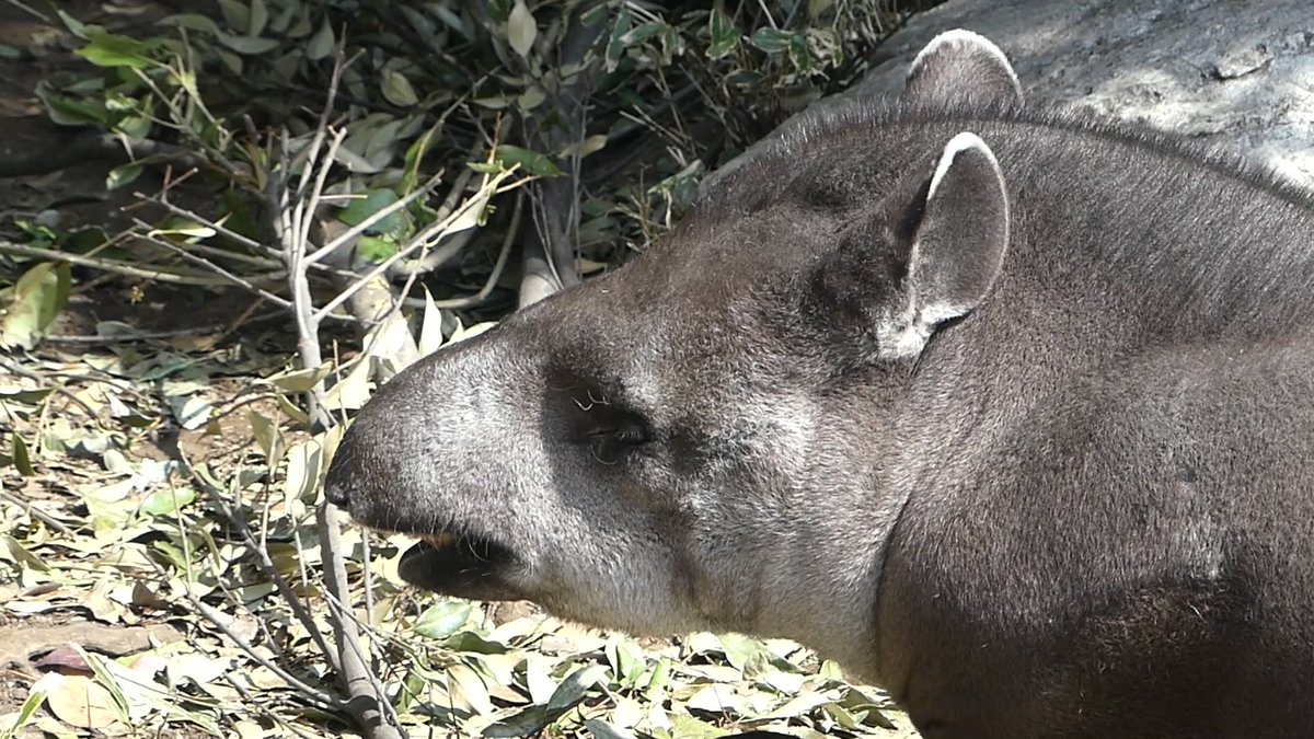 アメリカバク が お休み中 でも耳はぐりんぐりん そして鼻もびよーん 草食動物寝ながら警戒中シリーズ 左右別々にも動かせる耳 伸縮自在の鼻 オンラインで動物観察 台東区 台東区民ニュース