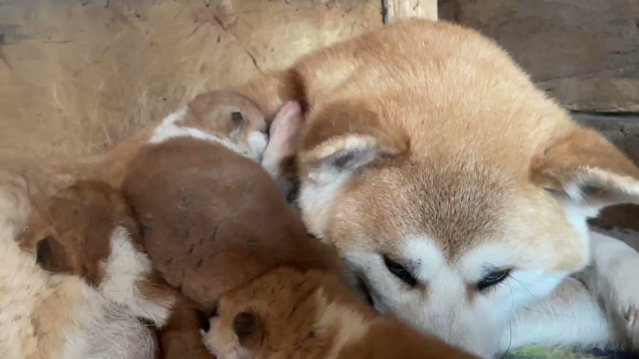 秋田犬専門犬舎竜華苑 ニョキっとニャムニャム Akitainu 秋田犬 秋田犬子犬 秋田犬保存会 T Co Kx51grcro2 Twitter