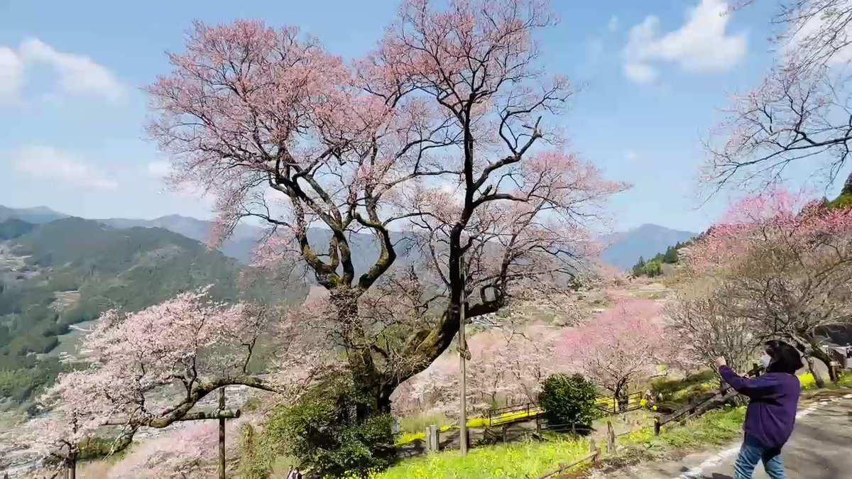 天空の桜。樹齢約500年の「ひょうたん桜」(仁淀川町桜)が開花。四国山地の奥深い山里をほのかな花明かりが包む。天女の羽衣のような花衣装が、青い峰々と白い雲に映える。