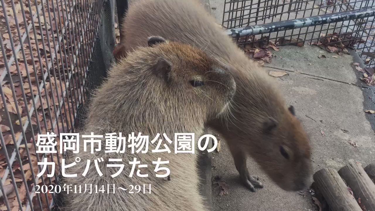 八重樫です カピバラ大好き Capybara4ever Twitter