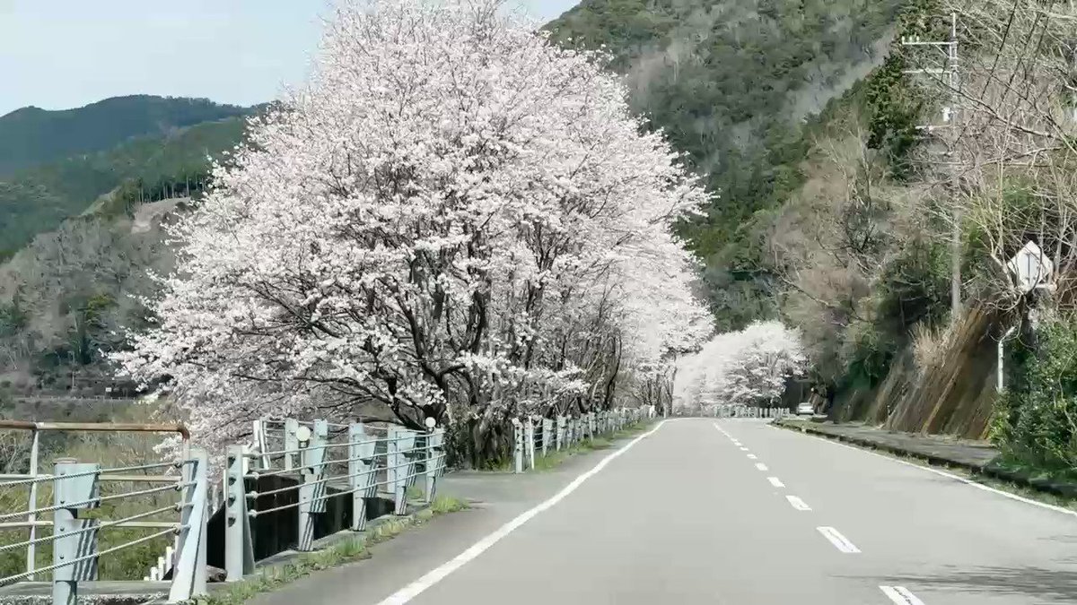 桜の雲が流れる。日曜日、満開の桜の四万十川沿いを車で走った。車窓をあふれるばかりの花の手毬のような桜並木が次々と過ぎてゆく。遠い昔、初任地の黒部アルペンルート（富山）の高い雪の壁のような桜のト