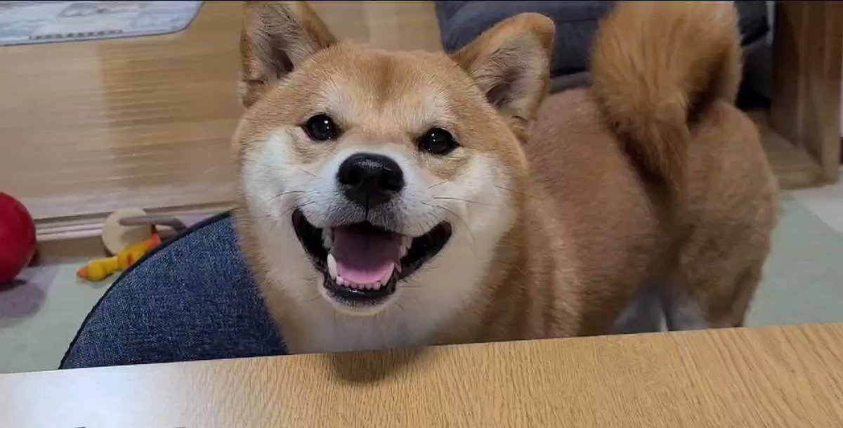 犬 笑顔が可愛すぎてキャアッ みたいな声出したらめっちゃ首傾げてる T Co Rtbjgwvkxg Twitter 犬 笑顔が可愛すぎてキャアッ みたいな声出したらめっちゃ首傾げてる T Co Rtbjgwvkxg Twitter
