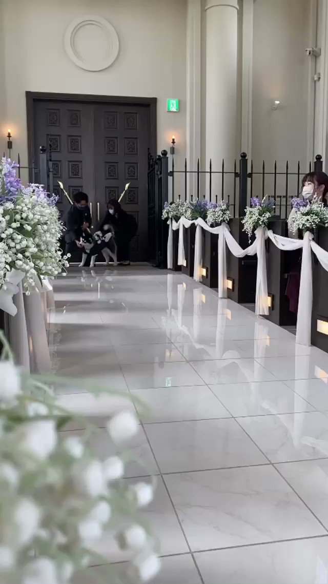 ワンコ オレはやるぜ 飼い主の結婚式でリングドッグを務めたハスキー犬 猛ダッシュで大役を果たし 幸せしっかり運べたね ねとらぼ