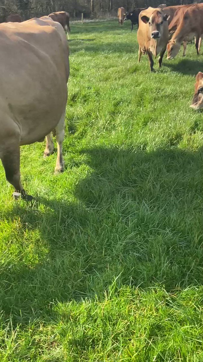RT @longmyndfarms: The sweet sound of grazing cows. #myndtownherd @ArlaFoodsUK https://t.co/Ylzkk4JBtb