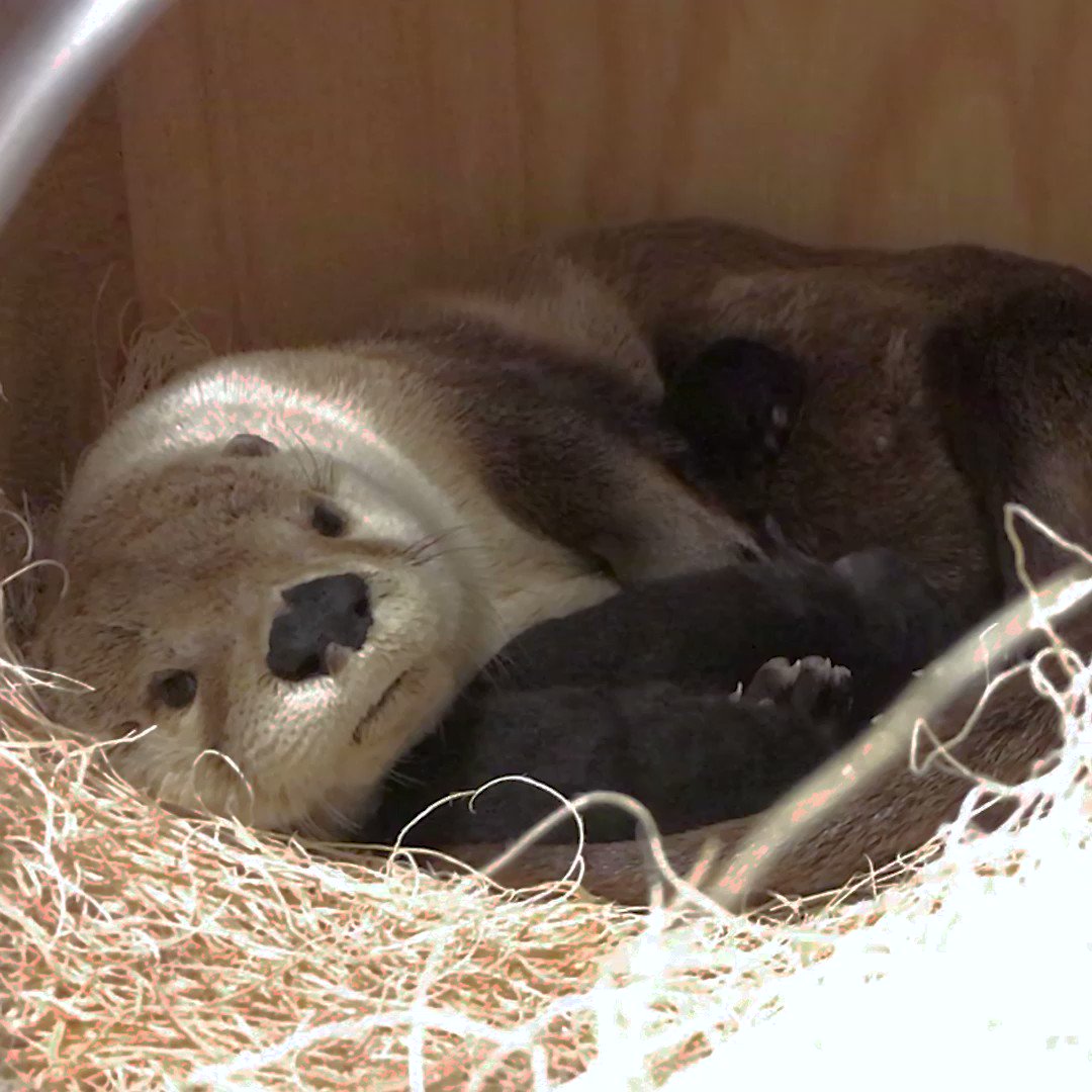 🎃Boo at the Zoo🎃 on Twitter: "MORE PUPS! MORE PUPS!🦦🦦🦦 A second litter ...