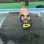 ツイートに含まれる画像