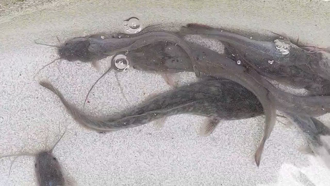 PineFarms🐟&🌮 on Twitter "Buy catfish or tilapia fingerlings and start