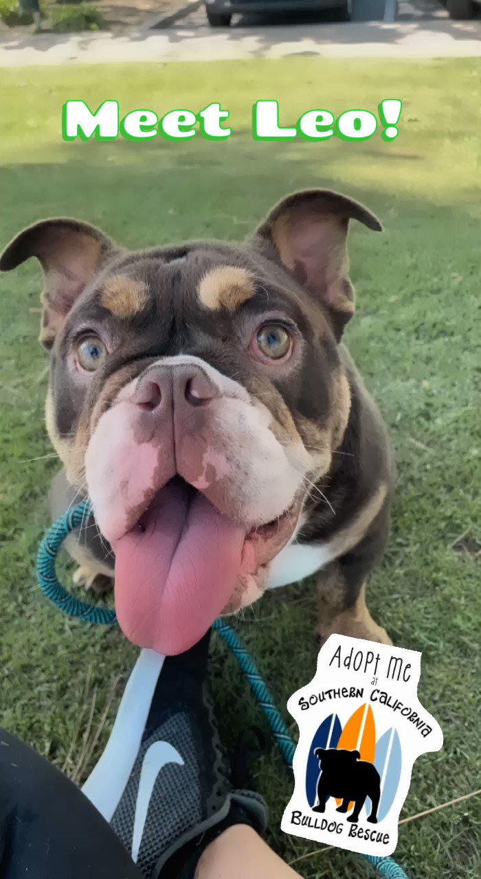 French bulldog rescue socal 2025