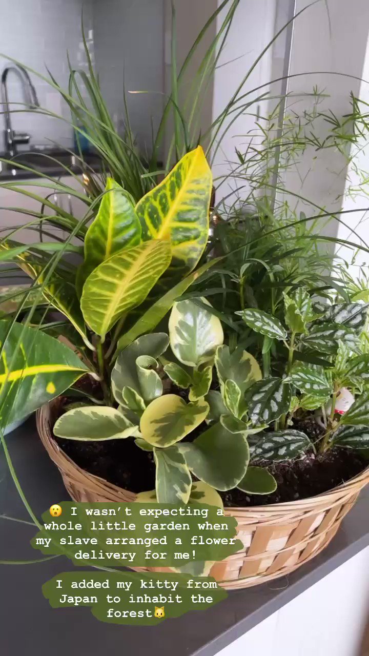 Eva de Vil 💋 on Twitter "Special delivery from EdgeEvas 😮🌱 https//t