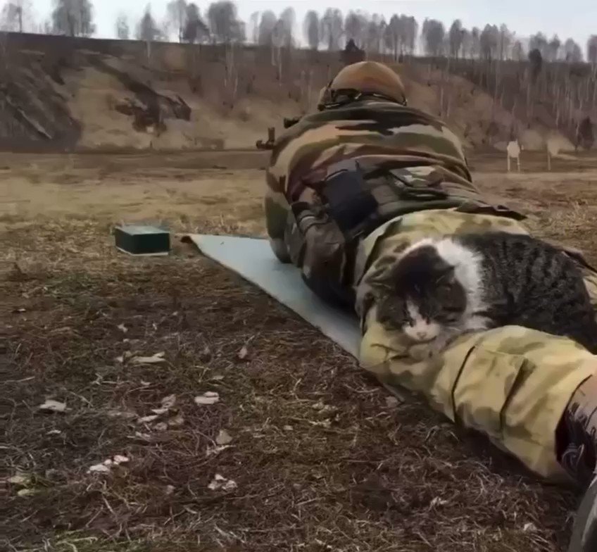 Боевой кот