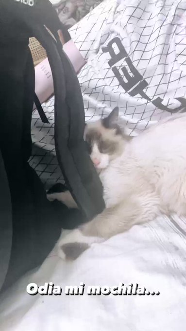 Video con Gatito para q lo vea @omegatoxl n?1 #catlover #gay #gdlgay #cat #popstar #pornstar #cute https://t