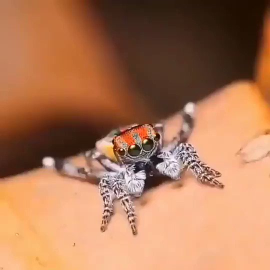 RT @AmazingNature00: Mating dance of the male peacock spider.

@ Michael Doe https://t.co/vVHiWMoZVv