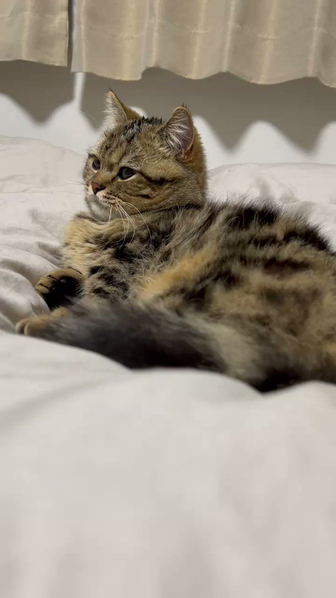 舌しまい忘れてるよ 物音に驚いた猫ちゃんの 舌出しリアクション があまりにも可愛すぎる ねこニュース 舌しまい忘れてるよ 物音に驚いた猫ちゃんの 舌出しリアクション があまりにも可愛すぎる ねこニュース