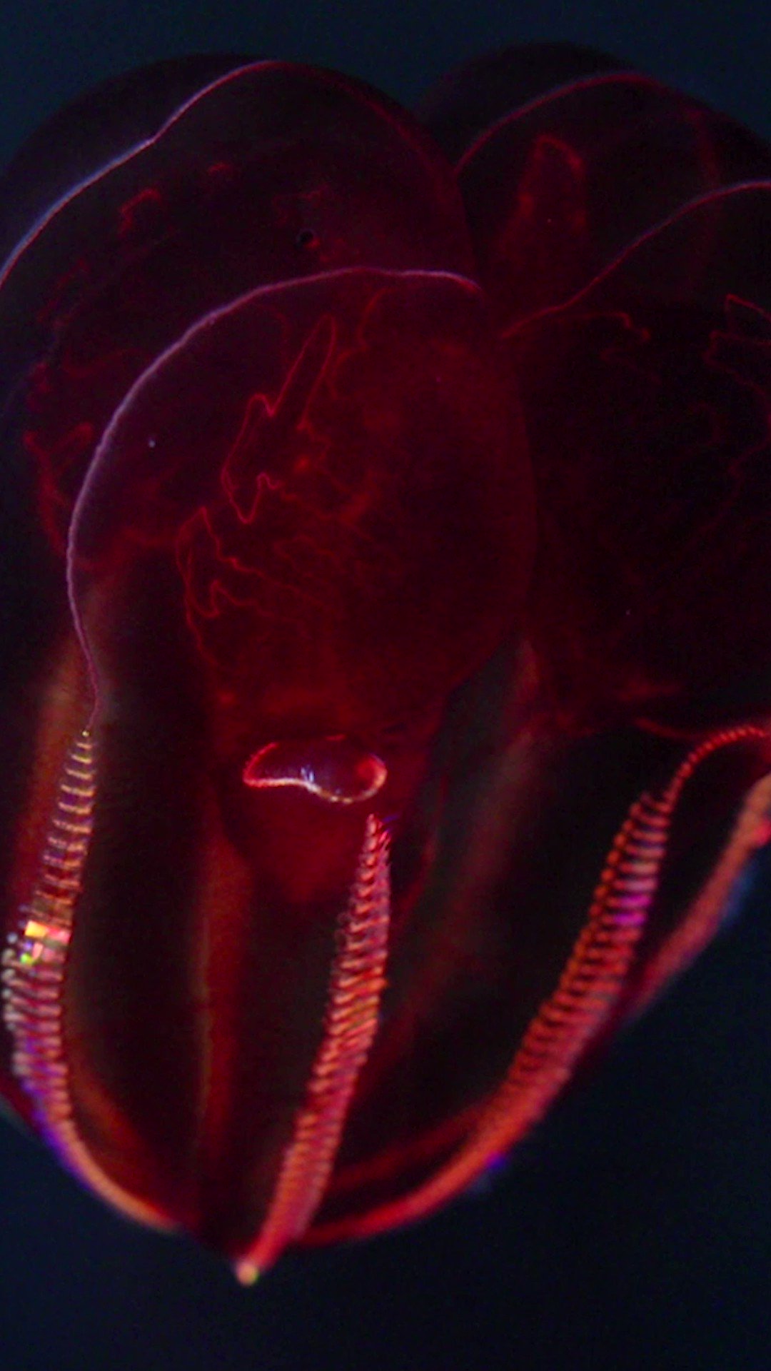 Monterey Bay Aquarium on Twitter "The jelly belly to make all others