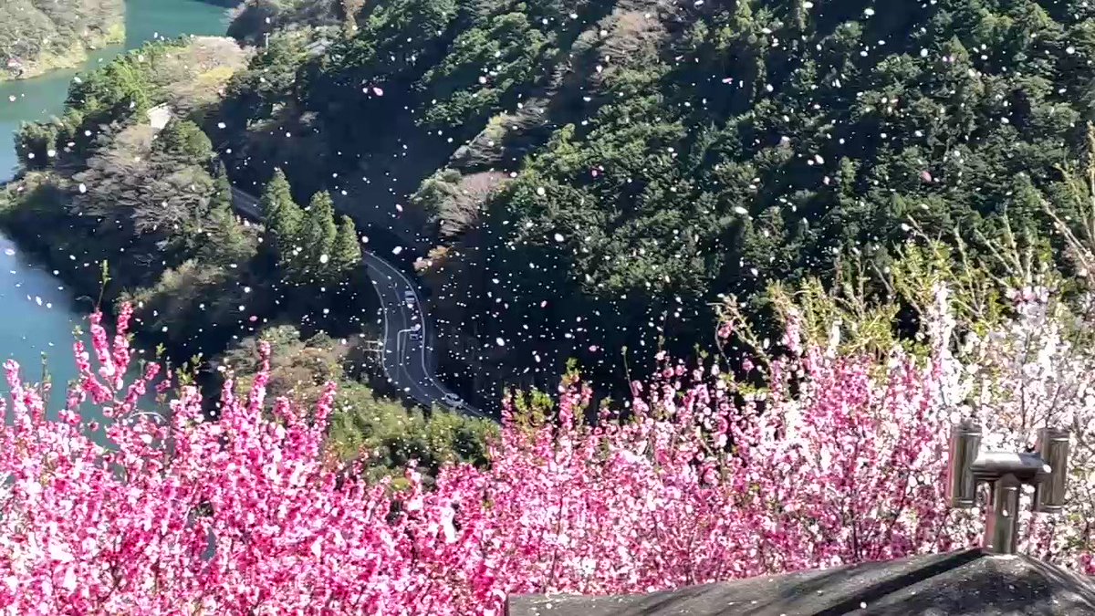 桃源郷に花の嵐。仁淀ブルーに広がる花桃の里（仁淀川町）に突然、春風が渦巻く。赤、薄桃色の花びらが吹雪となって天空に吹き上がる。遠い日、駆け出し記者だった雪国。冬の青空をひらひらと舞う風花の記憶