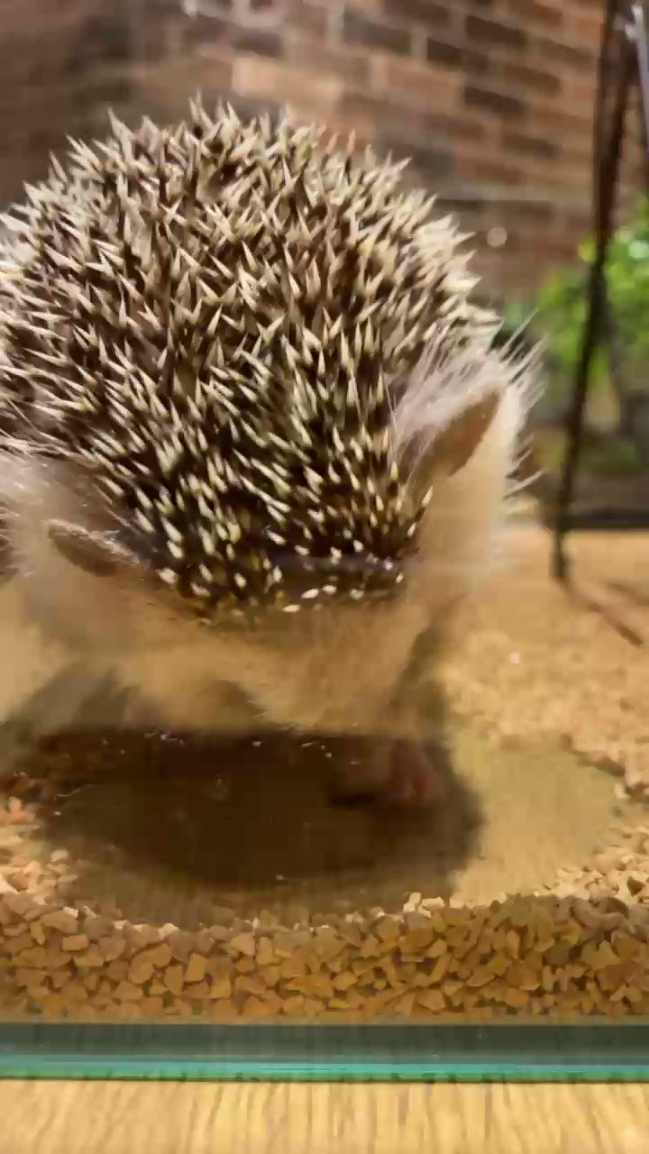 ハリネズミカフェ Harry 横浜中華街店 ハリちゃんの大きなあくび ふわもこ部 ハリネズミ 動物カフェ 横浜中華街 ハリネズミのいる暮らし Animals Cafe Hedgehog Yokohama T Co 4j49nrjejb Twitter