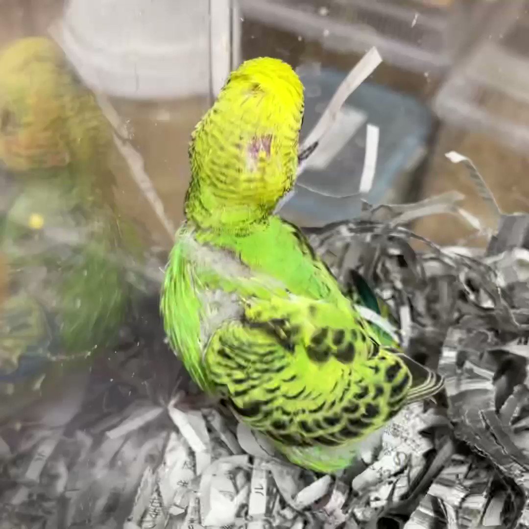 アクアペットジョイ所沢店 Tokorozawa Apj Twitter