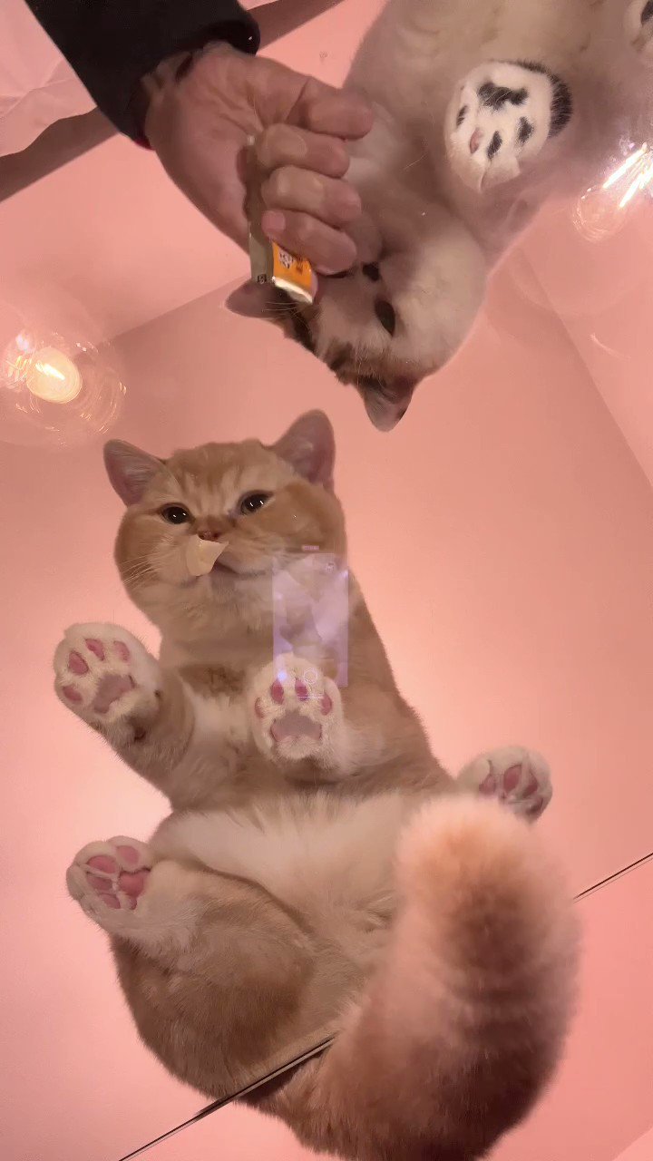 SOFT ON NYANKO