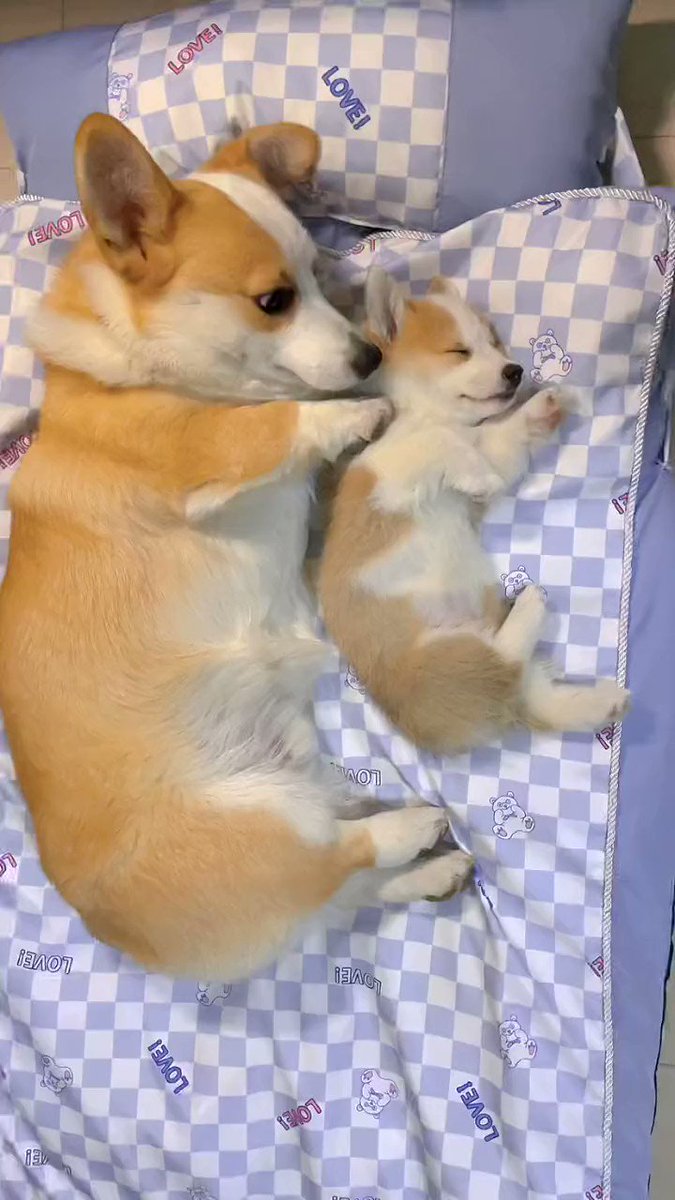 コーギーの親子が可愛すぎる ❣️ ☺️😂😍

#面白 #癒される #話題 #ニュース #犬 #動物
https://t.co/dy7mAXLyge