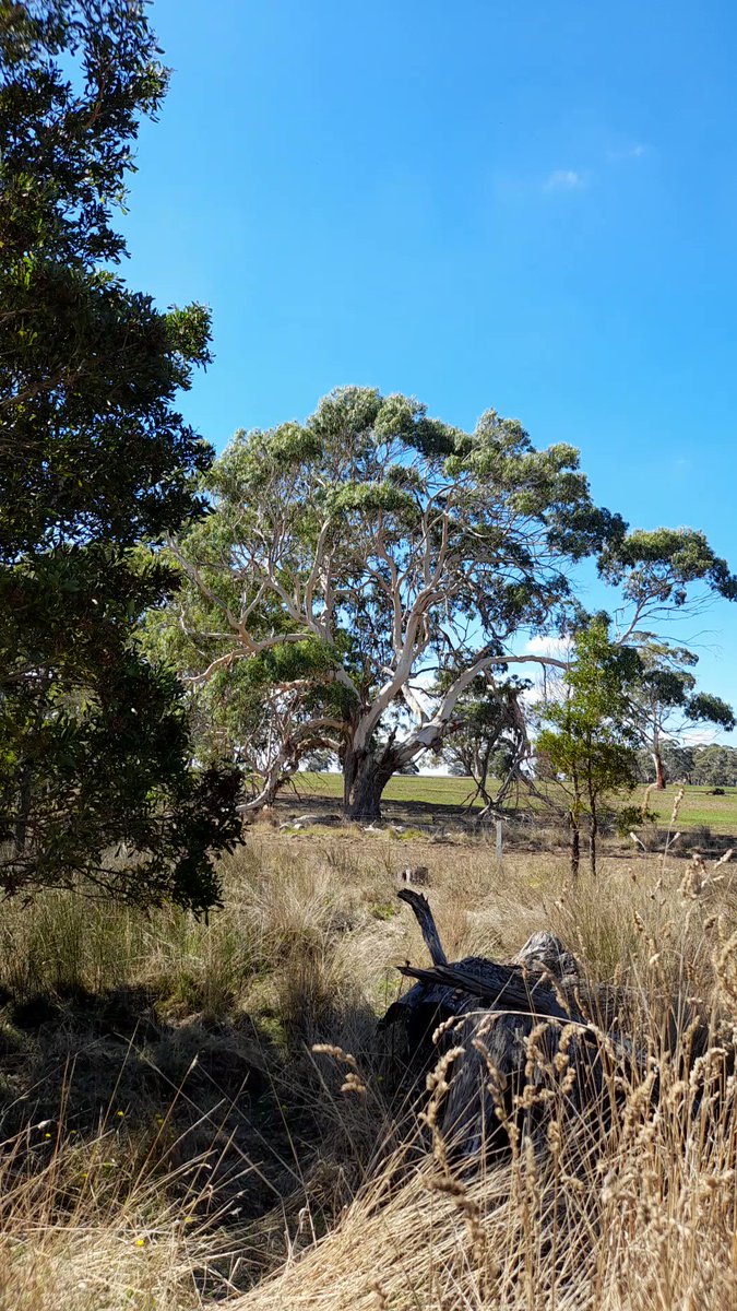 Hot wire to ancient & powerful.
Scar tree (unconfirmed) waiting for preliminary assessment since 2020.
It's just outside the CHMP conducted for the wind farm, so wasn't included in that study.
Can you help speed up the assessment visit before turbines go in? @GabbyWilliamsMP https://t.co/9Xij44LRtO