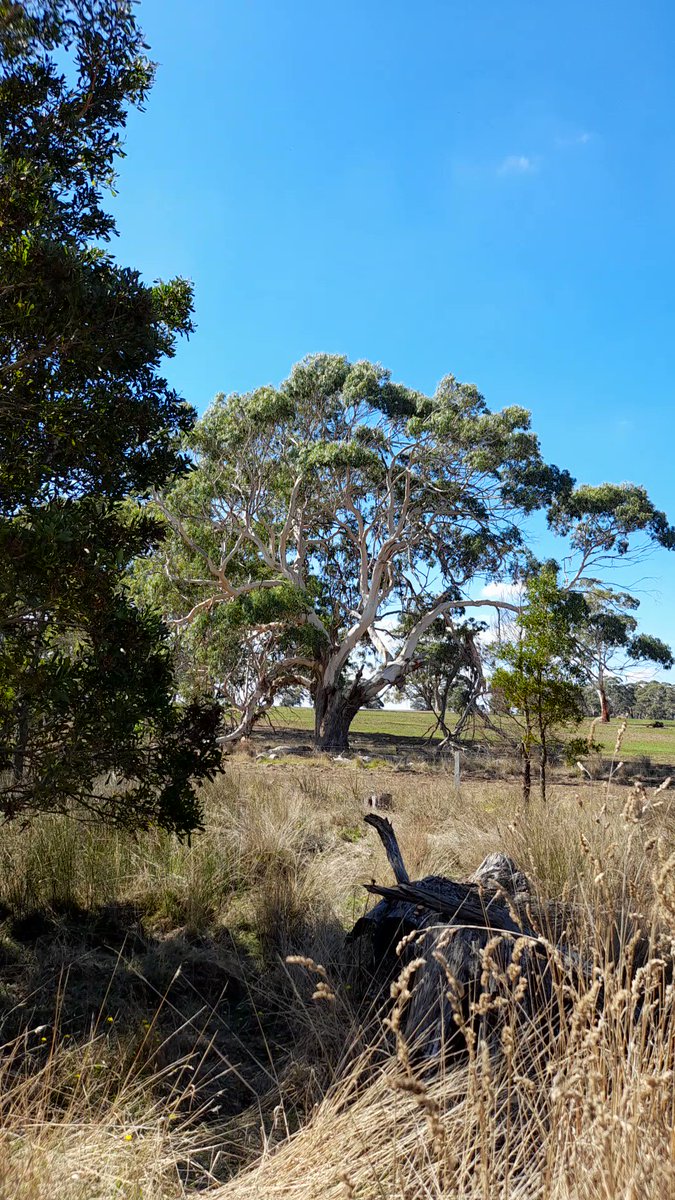 Hot wire to ancient & powerful.
Scar tree (unconfirmed) waiting for preliminary assessment since 2020.

It's just outside the CHMP conducted for the wind farm, so wasn't included in that study.

Can you help speed up the assessment visit before turbines go in? @GabbyWilliamsMP https://t.co/9Xij44LRtO