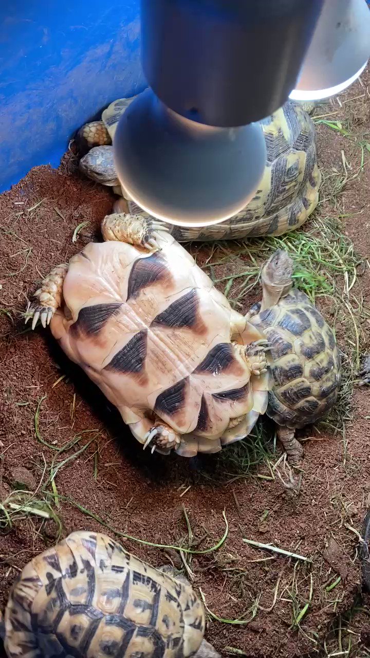 和象亀 またまた って言われそうですが 実はこの動画の時も寄ってくるカメに意思を感じたんですよね 今回ほど確証持てなかったし そのような行動をとるとは思っても見なかったのであえて触れませんでしたが Twitter