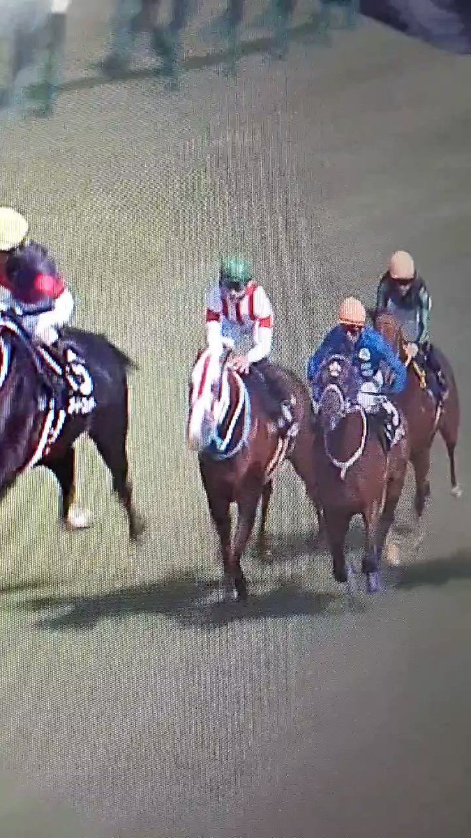 タイセイモナークさんとシロニイさんが2着3着🥹
7歳9歳が頑張ってるのは本当に嬉しいです😭

その節はディアマンミノルさんがご迷惑をお掛けしまして…😂
写真はオリオンSのじゃれるタイセイモナークさん🥰  