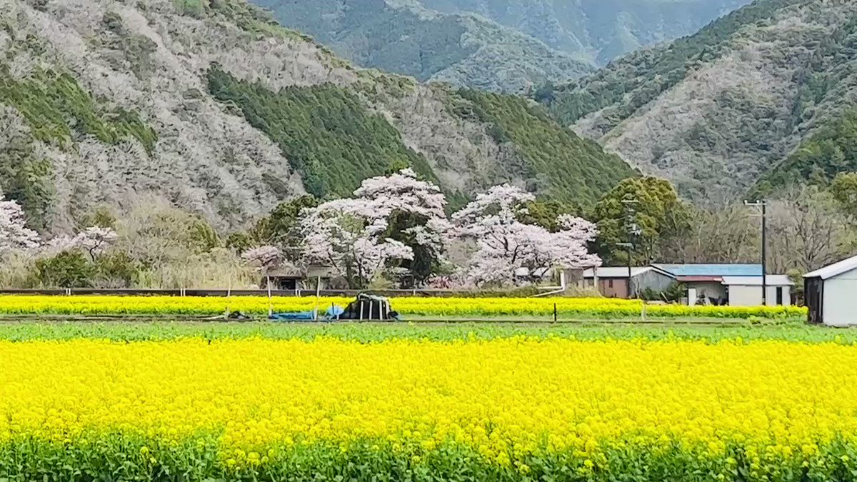 菜の花の島。四万十川最大の中州・三島。淡い桜と菜の花畑、麦わら帽子の農家の人たち。沈下橋を渡ると牧歌的な時間が静かに流れる。一枚の水彩画の世界だ。