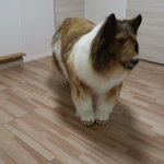 動物になってみたくて…リアルな着ぐるみをオーダー!