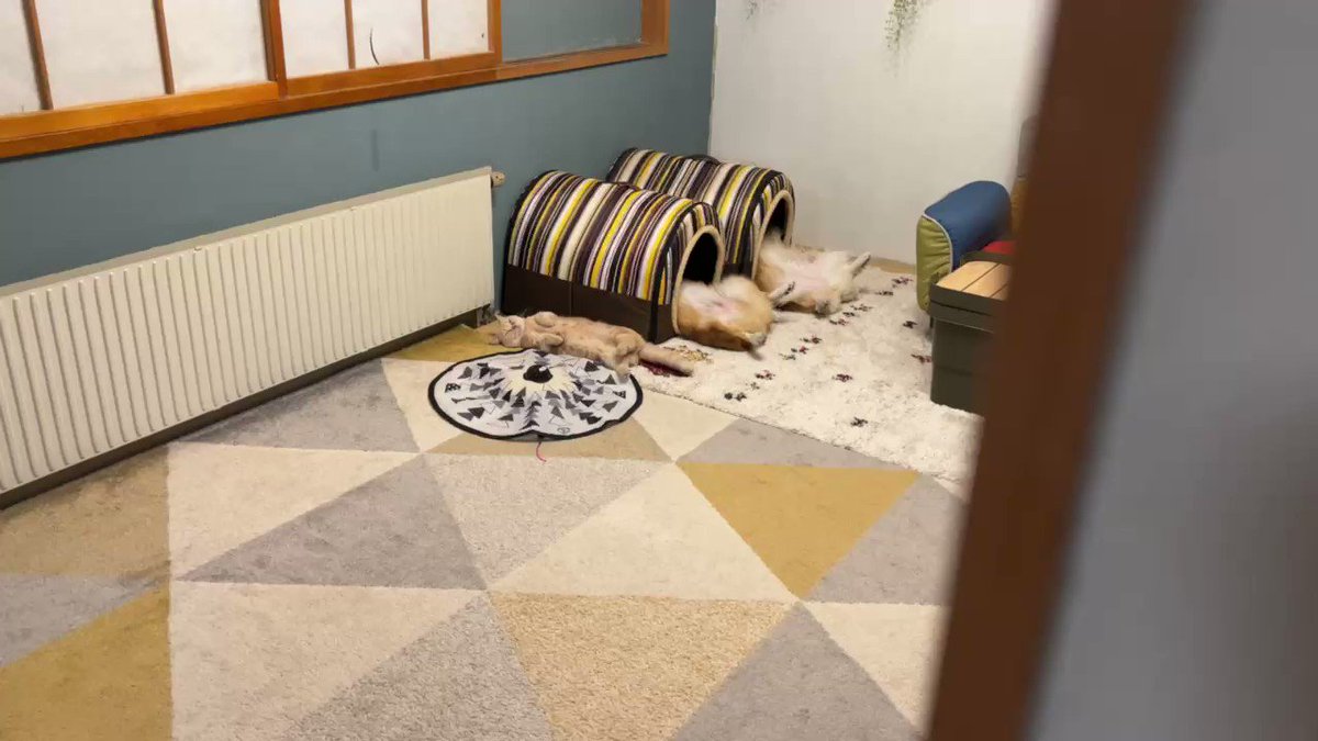 同じものが欲しいアピール！？ｗ犬と同じ格好で寝る猫が可愛すぎるｗ