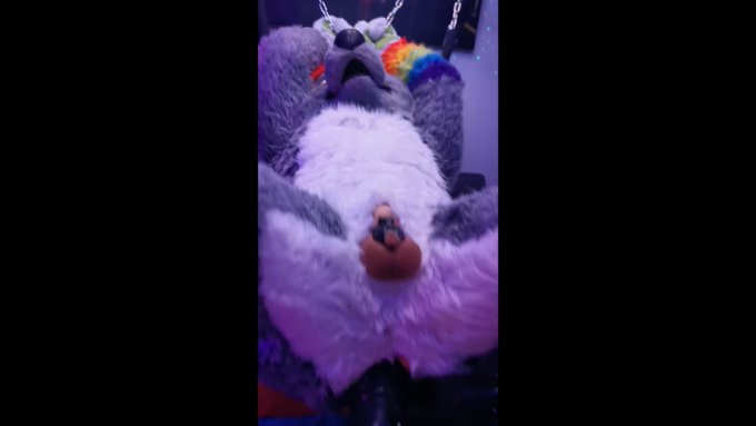 I am well stuffed Wolf for this #MurrsuitMonday . Would you like to replace that toy or help me out 