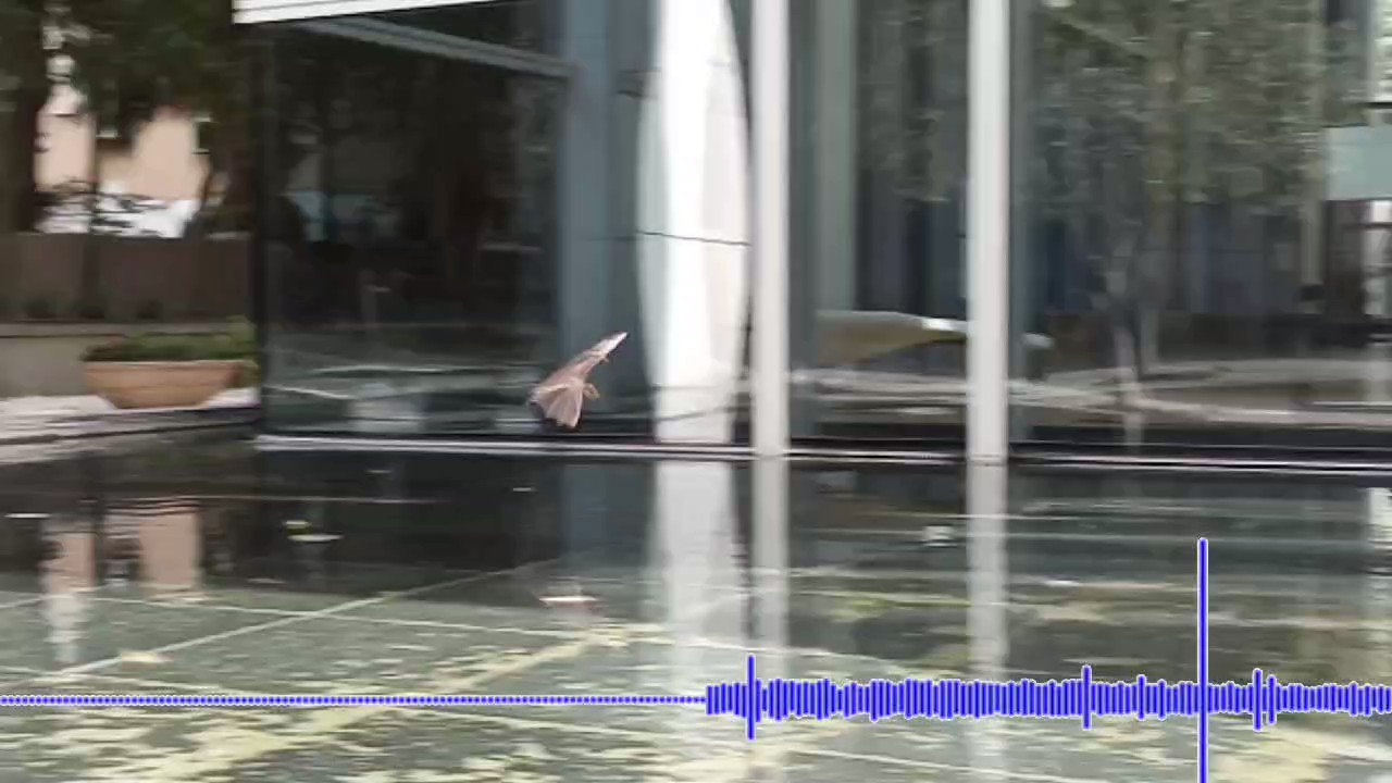 The Bat Lab on Twitter "Our new paper in CurrentBiology is out