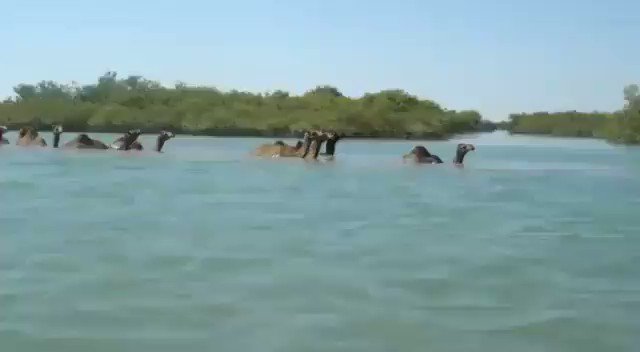 Gujarat Information on Twitter: "Know this fabulous animal from #