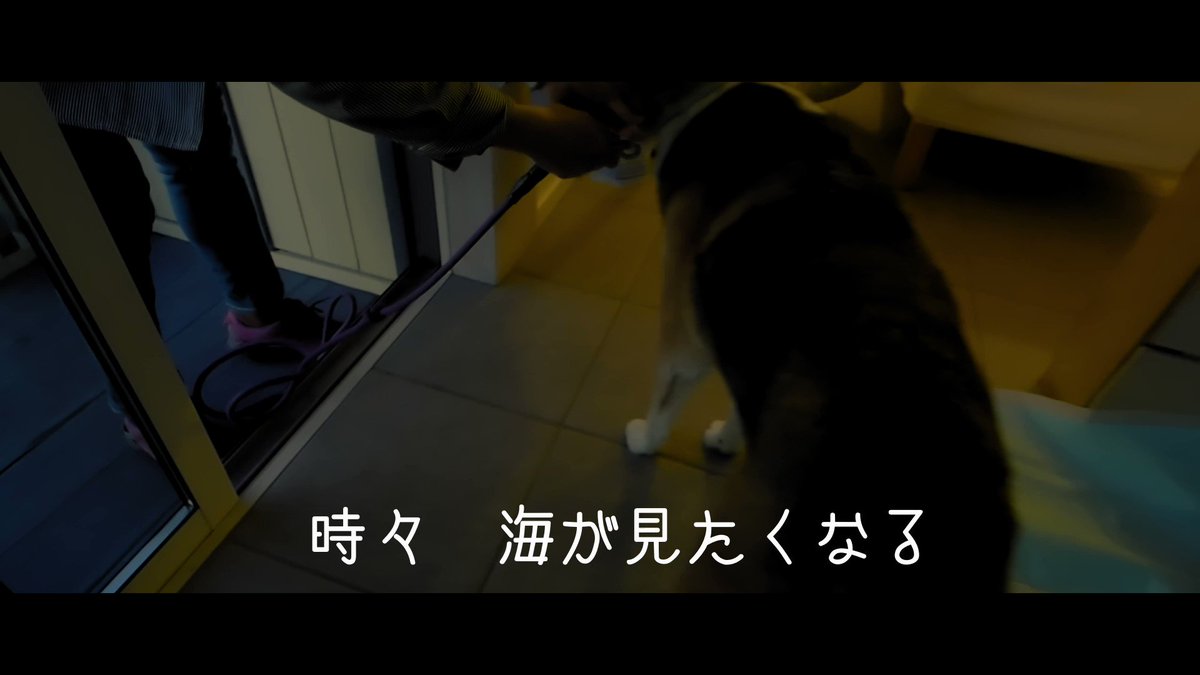元保護犬ぽんた Pontatherescued Twitter 元保護犬ぽんた Pontatherescued Twitter