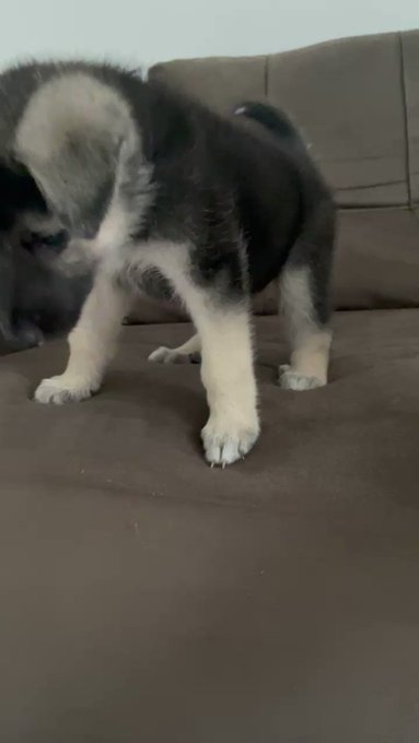 arya aprendendo a pular, só isso msm https://t.co/UF4tqFomku
